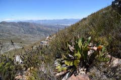 Protea scolopendriifolia