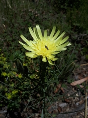 Scorzonera angustifolia