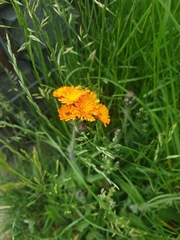 Pilosella aurantiaca