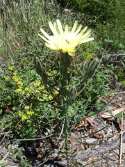 Scorzonera angustifolia
