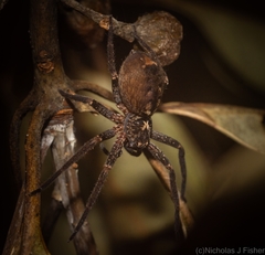 Heteropoda distincta