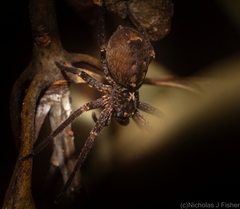 Heteropoda distincta