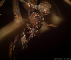 Heteropoda distincta