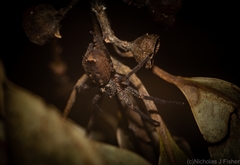 Heteropoda distincta