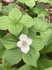 Cornus canadensis
