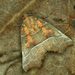 Scoliopteryx libatrix - Photo (c) Michał Brzeziński,  זכויות יוצרים חלקיות (CC BY-NC), הועלה על ידי Michał Brzeziński