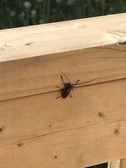 Monochamus scutellatus