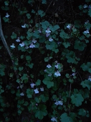 Cymbalaria muralis