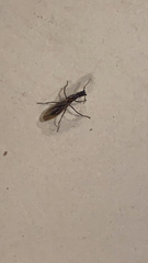 Camponotus mirabilis