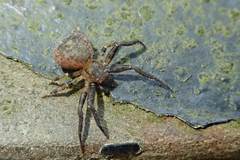 Pycnaxis