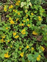 Lysimachia congestiflora