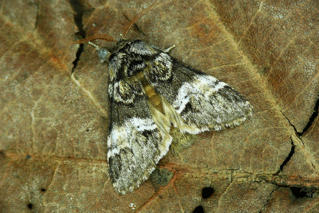 Marbled Brown, photo 1 of 10