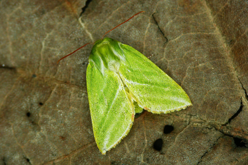 Green Silver-lines