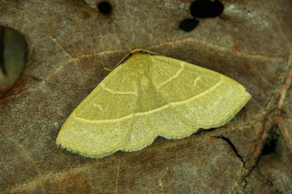 Olive Crescent