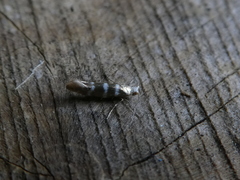 Argyresthia trifasciata