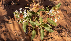Tripterocalyx carneus