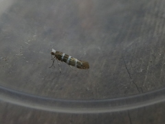 Argyresthia trifasciata