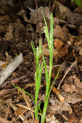 Carex arctata