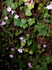 Cymbalaria muralis