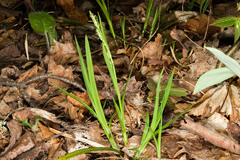 Carex arctata