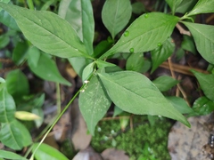 Persicaria posumbu
