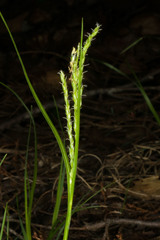 Carex arctata