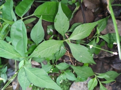 Persicaria posumbu
