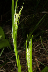 Carex arctata