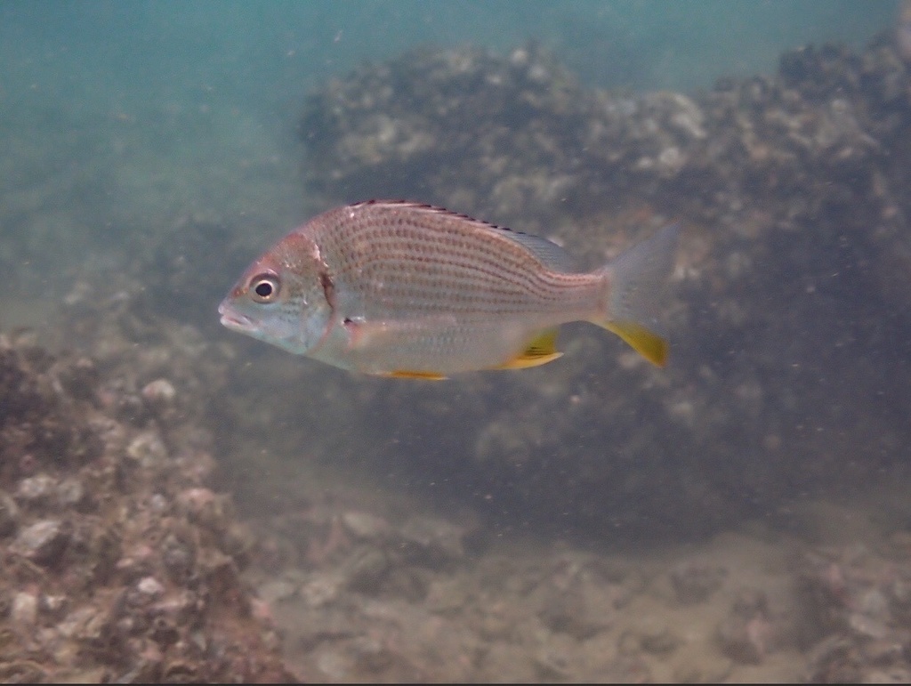 Grey Bream
