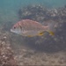 Yellowfin Seabream - Photo (c) Tse Chung Yi, some rights reserved (CC BY-NC), uploaded by Tse Chung Yi