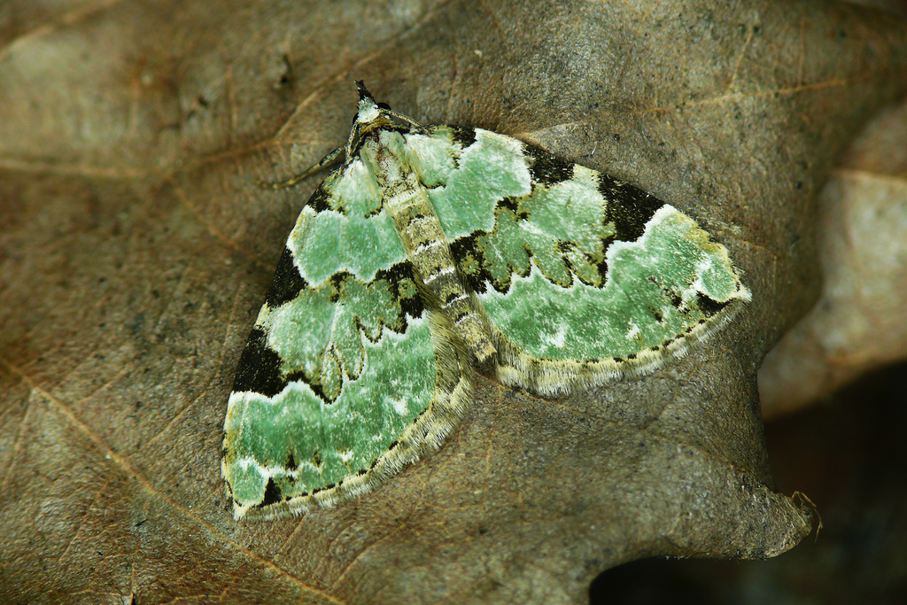 Green Carpet