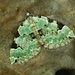 Colostygia pectinataria - Photo (c) Michał Brzeziński,  זכויות יוצרים חלקיות (CC BY-NC), הועלה על ידי Michał Brzeziński
