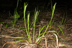 Carex arctata