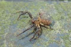 Pycnaxis