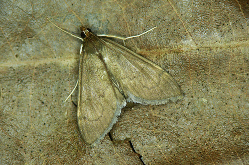 Anania terrealis Treitschke, 1829