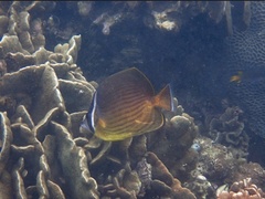 Chaetodon auripes