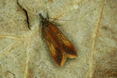 Dichomeris ustalella