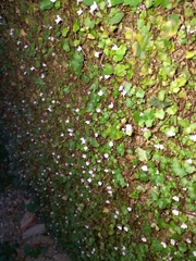 Cymbalaria muralis