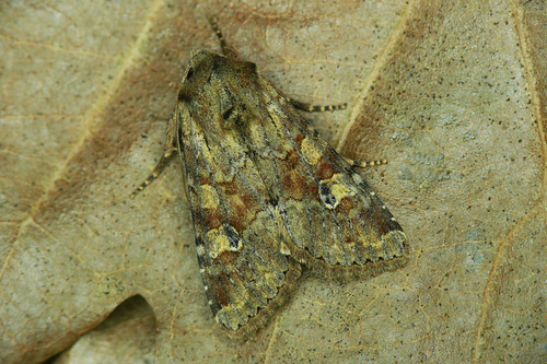 Grūdinis pelėdgalvis nuotrauka