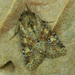 Bordered Apamea Moth - Photo (c) Michał Brzeziński, some rights reserved (CC BY-NC), uploaded by Michał Brzeziński