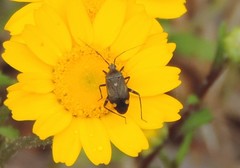 Closterotomus cinctipes