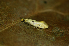 Tinea trinotella