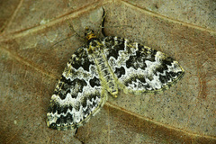 Electrophaes corylata