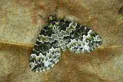 Electrophaes corylata