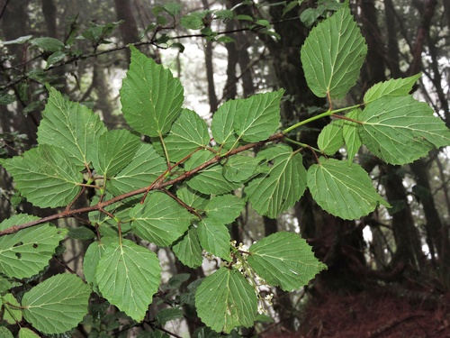 Image of Viburnum betulifolium by (c) Jacy Chen, some rights reserved (CC BY)