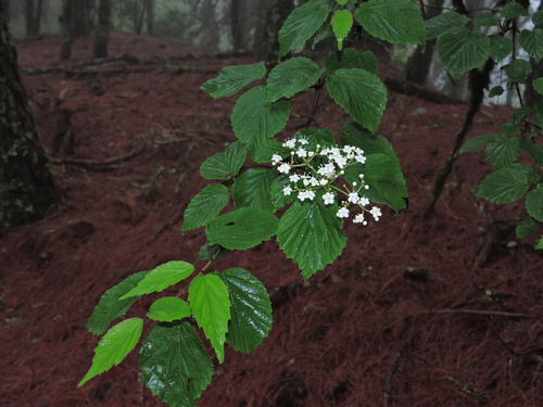 Image of Viburnum betulifolium by (c) Jacy Chen, some rights reserved (CC BY)