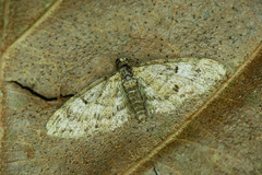 Eupithecia dodoneata