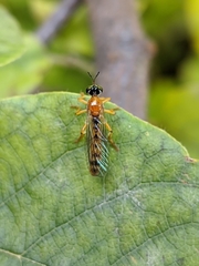 Dioctria rufa