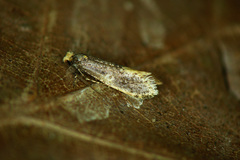 Monopis weaverella
