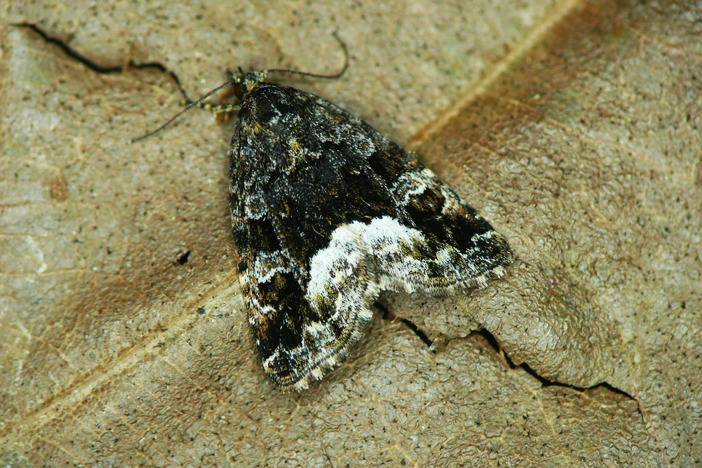 Marbled White-spot